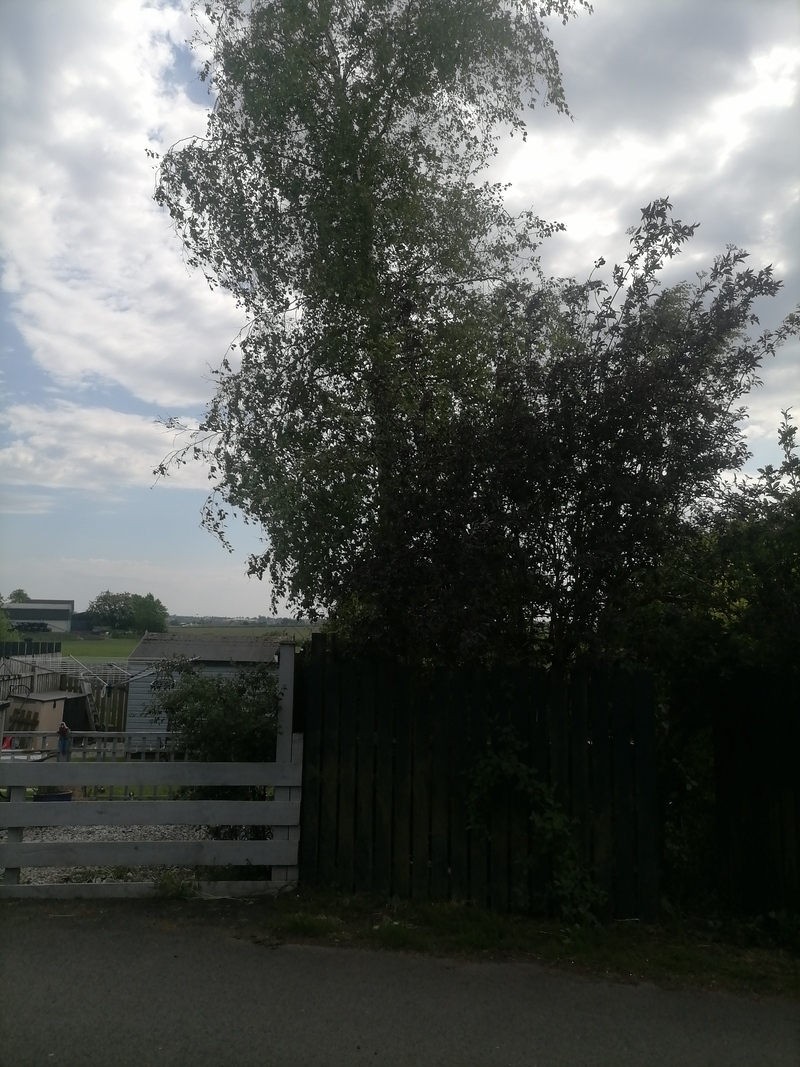Kirkintilloch Tree Removal
