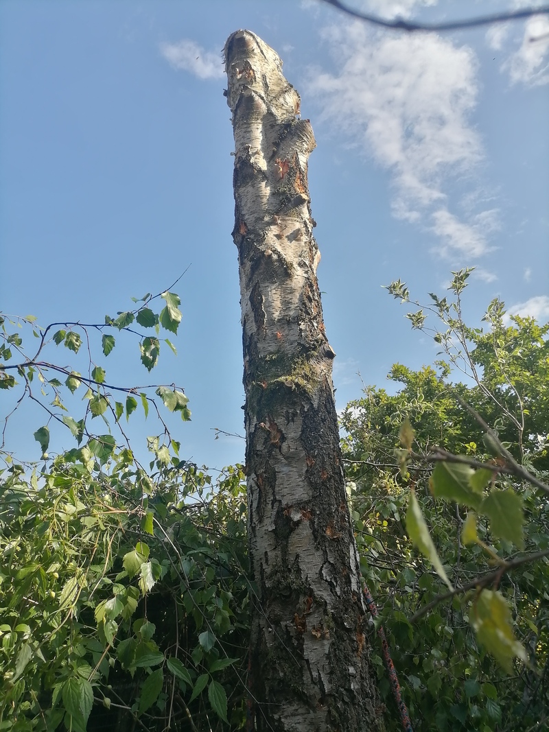 Kirkintilloch Tree Removal