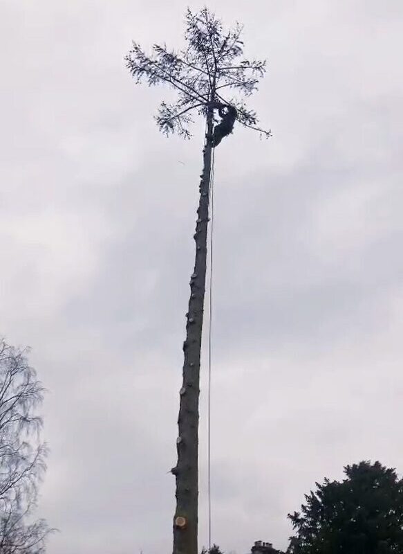 Large Tree Removal Lennoxtown