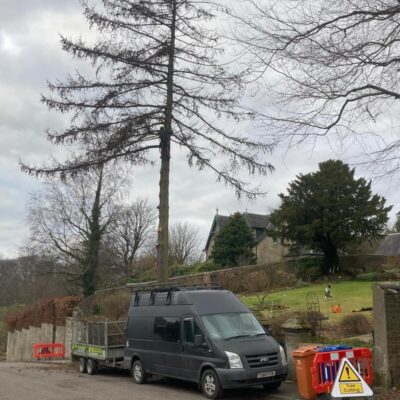 Large Tree Removal Lennoxtown