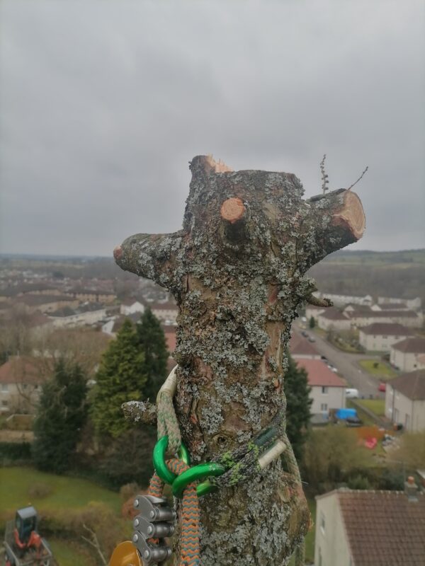 Large Tree Removal Lennoxtown