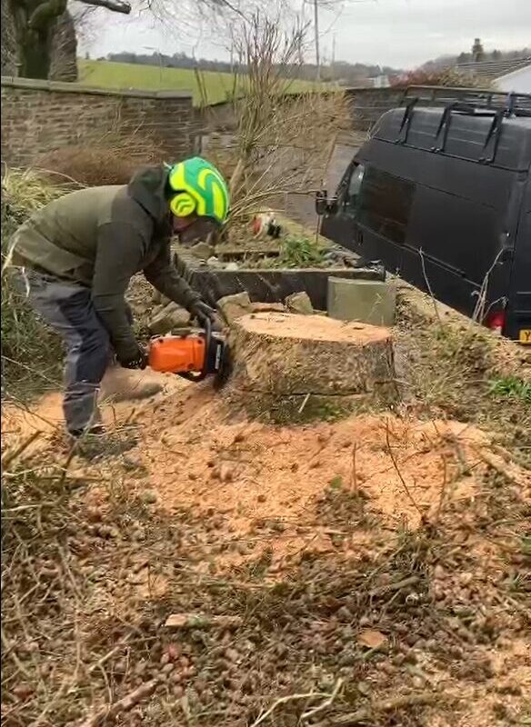 Large Tree Removal Lennoxtown