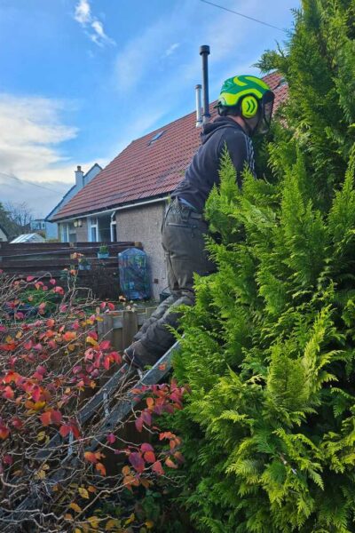 Lenzie tree topping and shaping