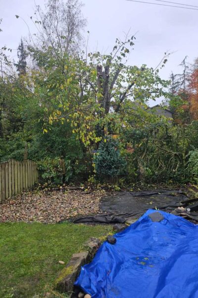 Lenzie tree topping and shaping