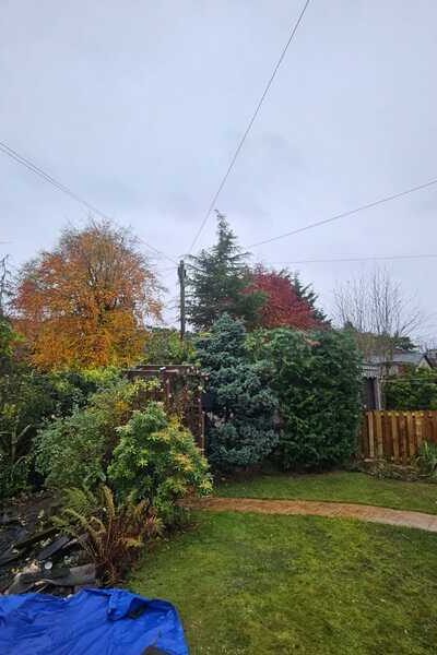 Lenzie tree topping and shaping